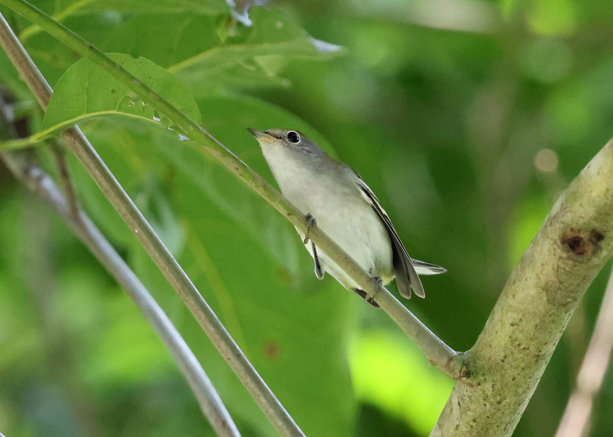 Weißbrauen-Mückenfänger - ML646139730