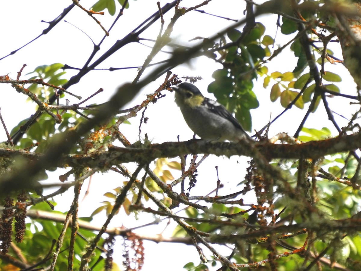 Barred Becard - ML646139733