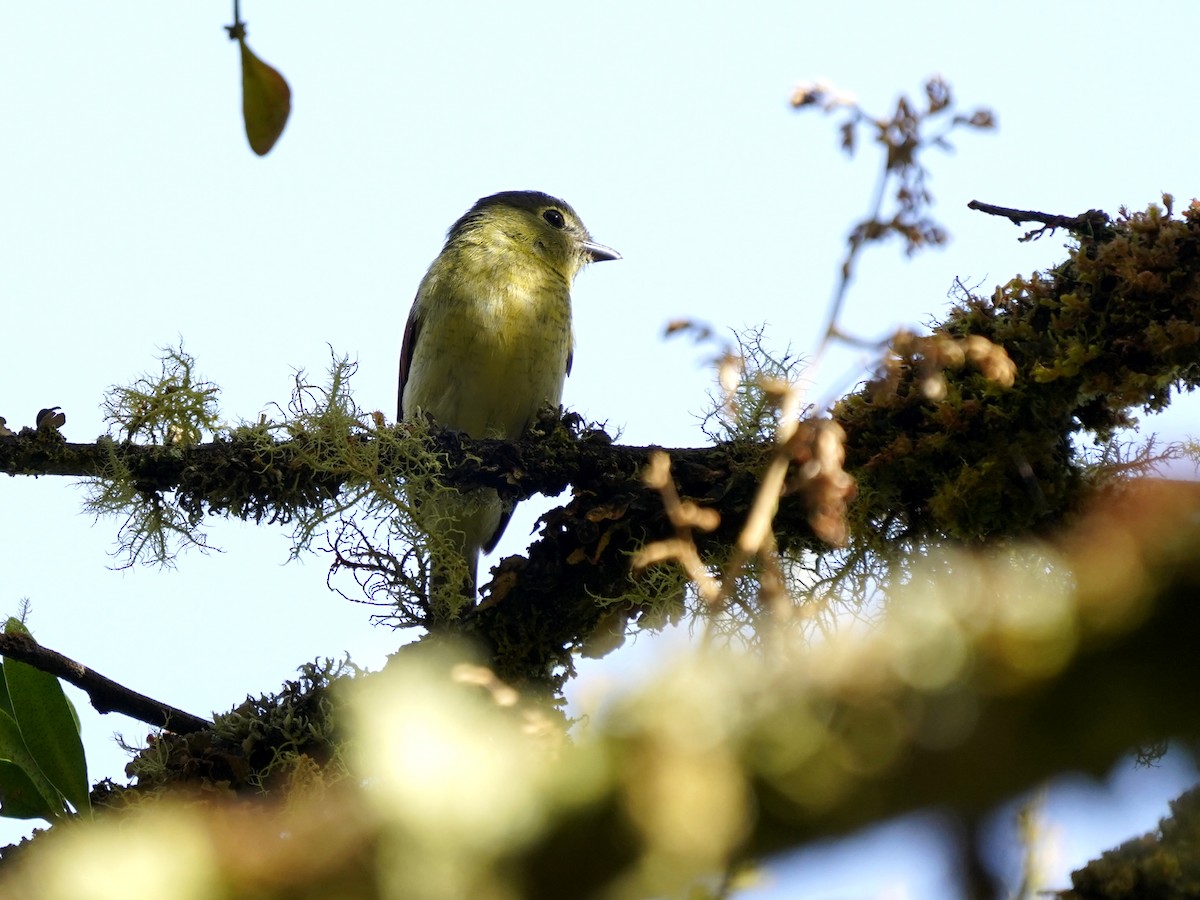 Barred Becard - ML646139734