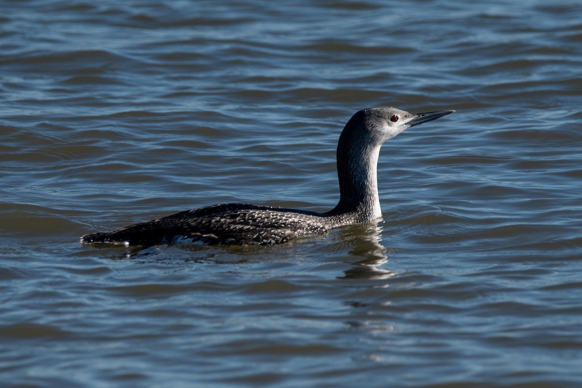 Red-throated Loon - ML646139735