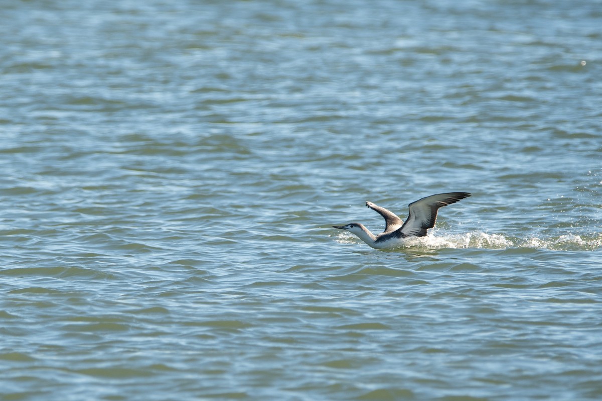 Red-throated Loon - ML646139736