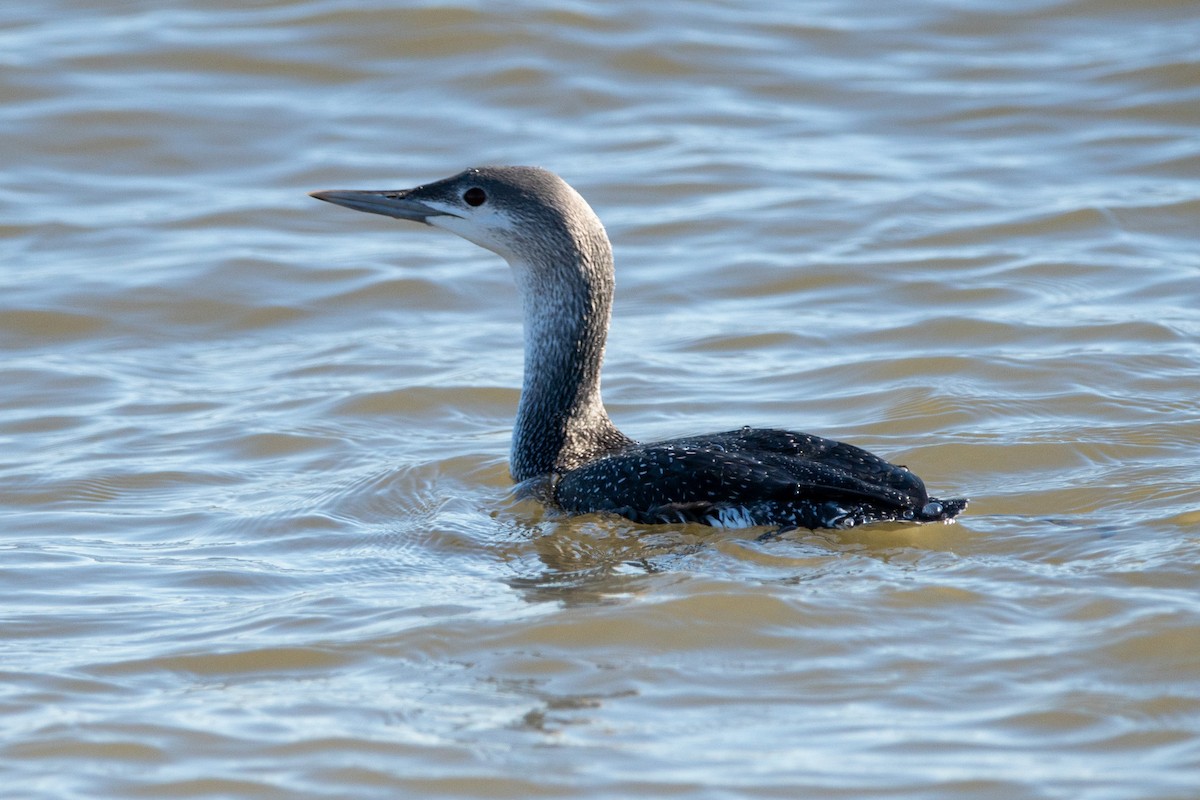 Red-throated Loon - ML646139737