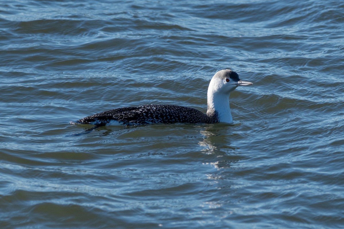 Red-throated Loon - ML646139738