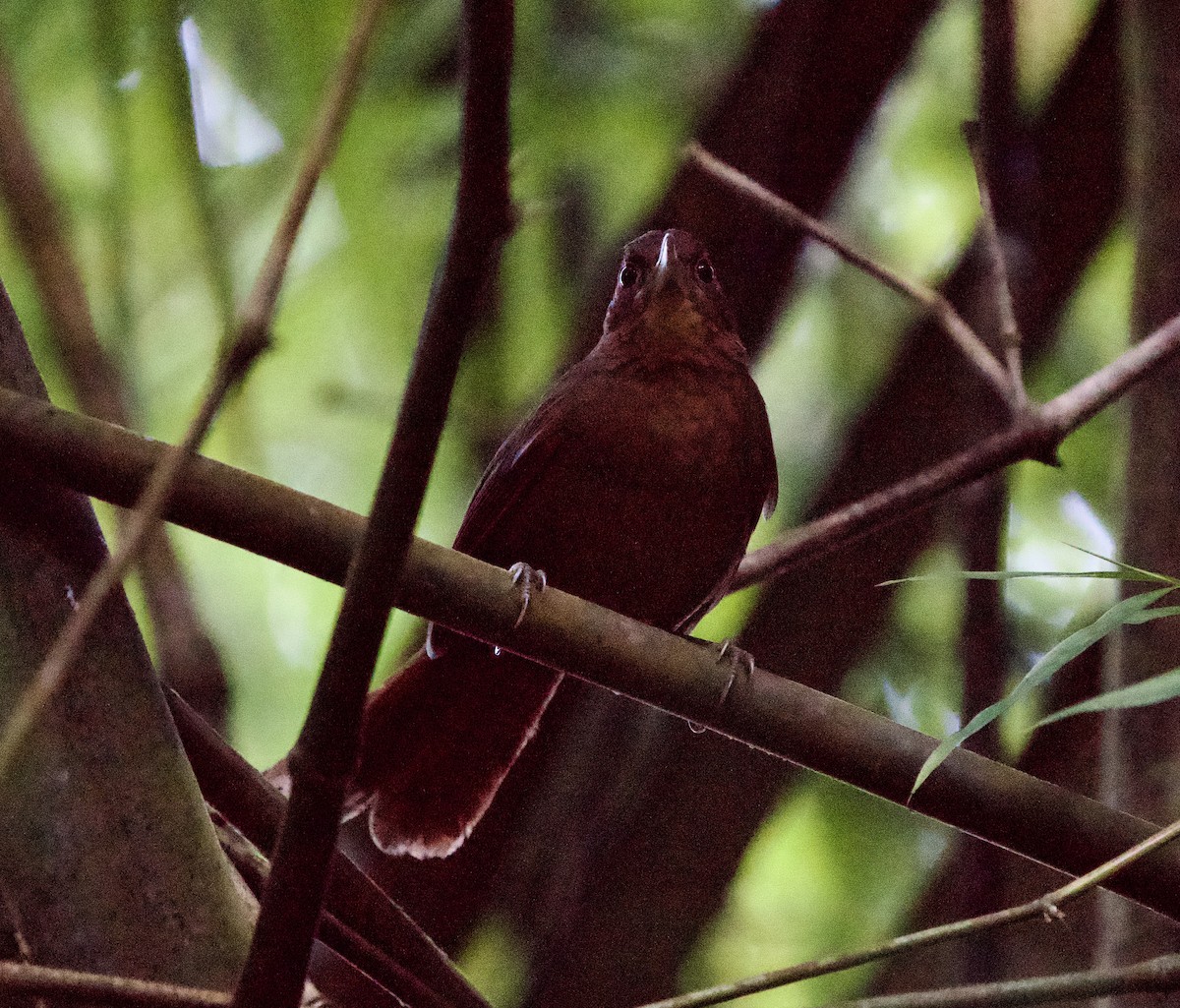 Santa Marta Foliage-gleaner - ML646139740