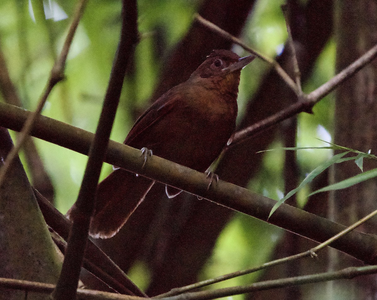 Santa Marta Foliage-gleaner - ML646139741