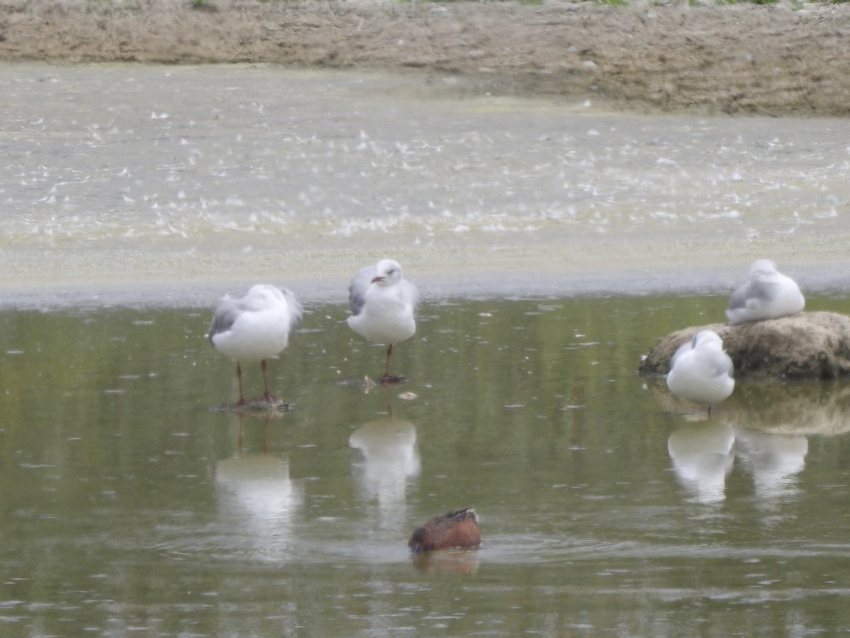Gray-hooded Gull - ML646139742