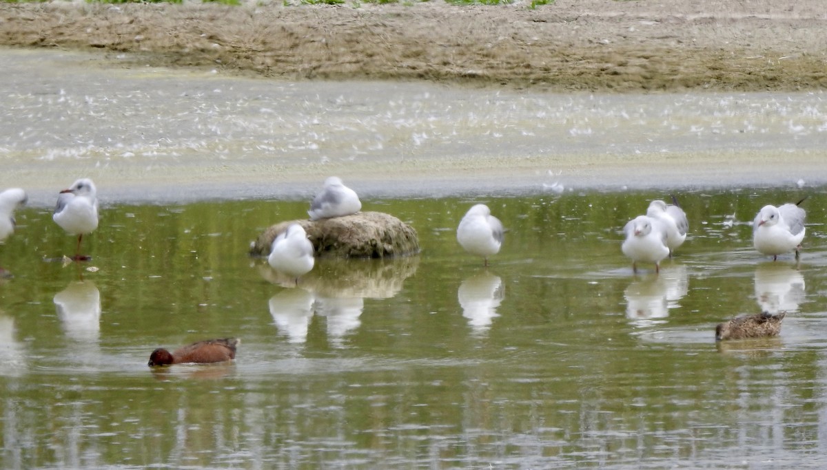 Gray-hooded Gull - ML646139743