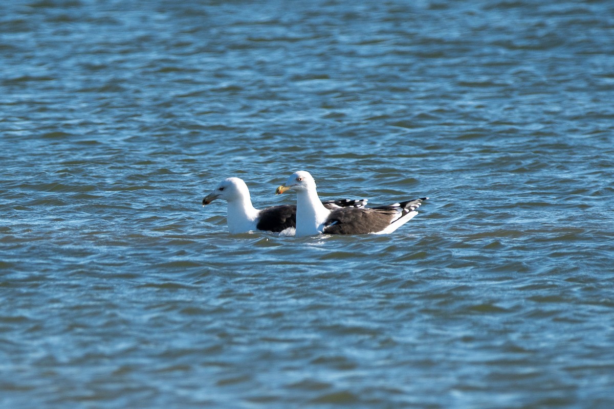 Great Black-backed Gull - ML646139744