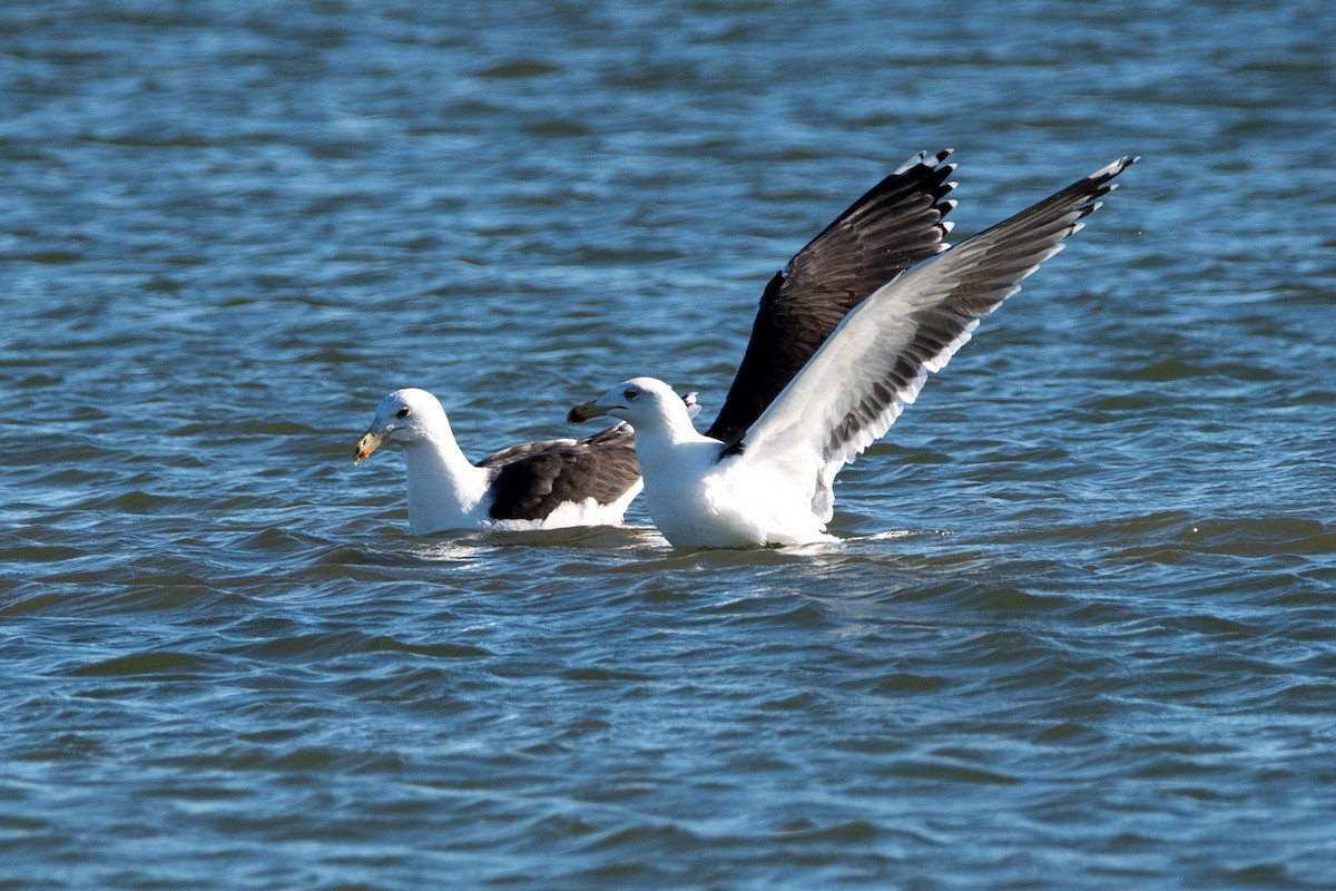 Great Black-backed Gull - ML646139745