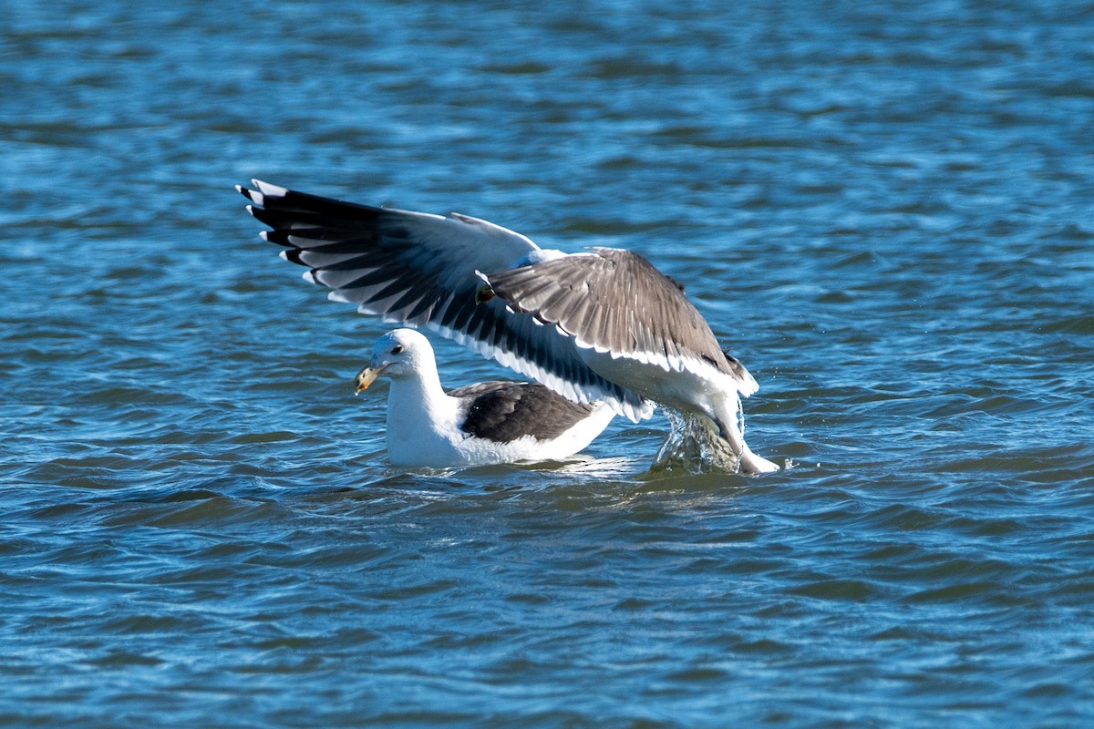 Great Black-backed Gull - ML646139746