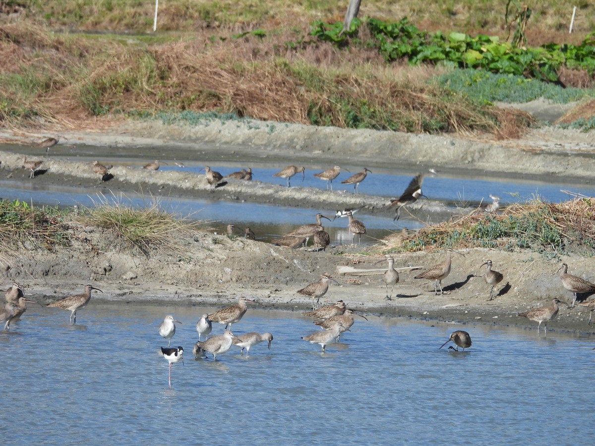 Hudsonian Whimbrel - ML646139747