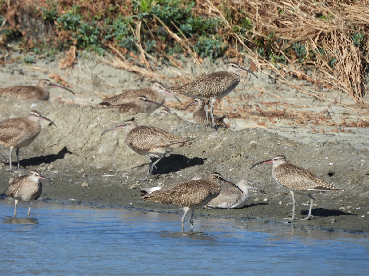 Hudsonian Whimbrel - ML646139748
