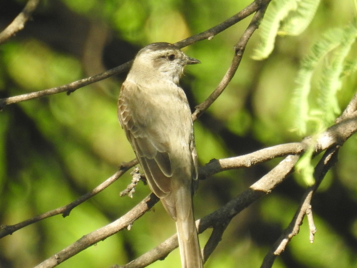 Crowned Slaty Flycatcher - ML646139749