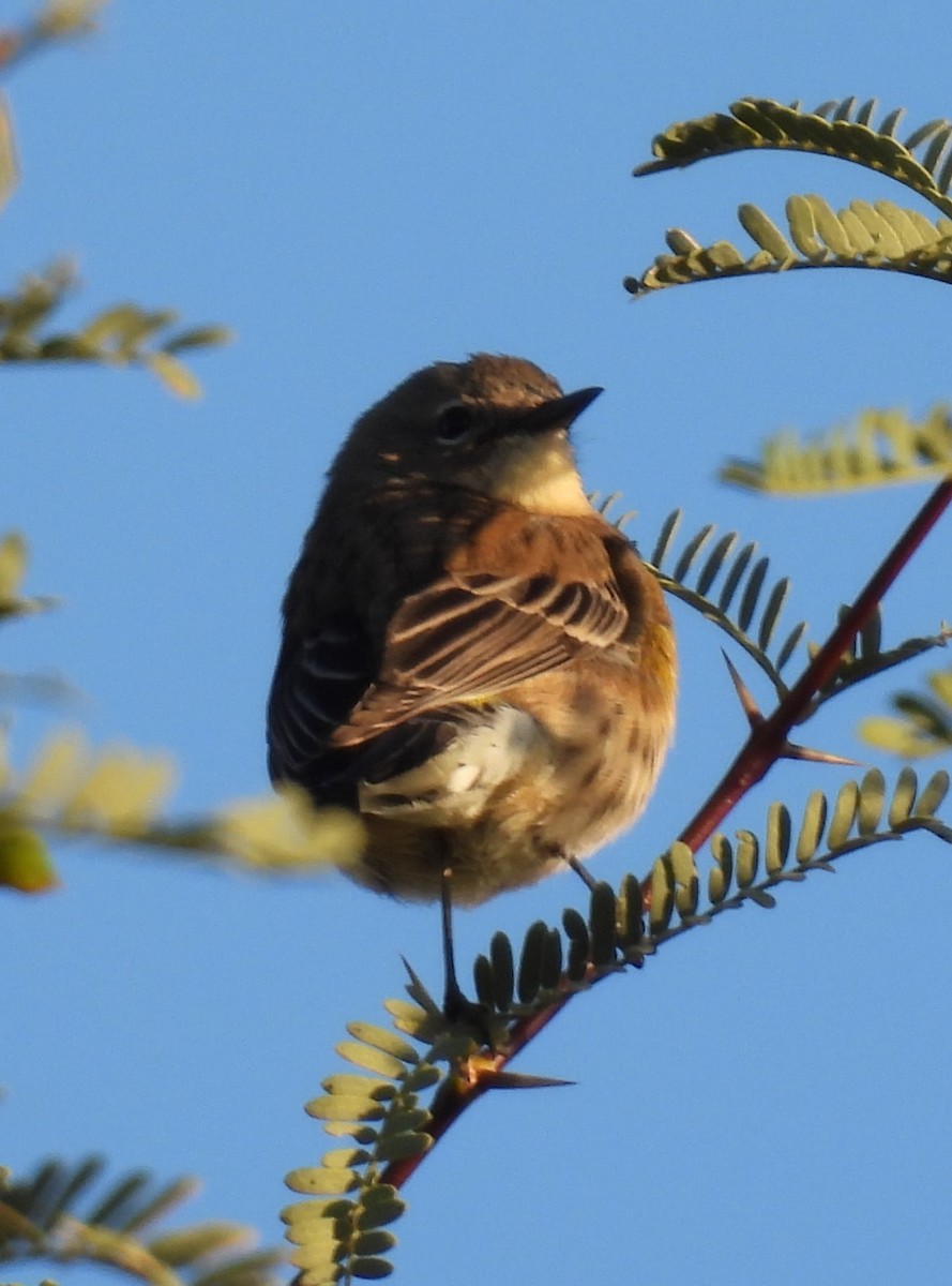 Yellow-rumped Warbler - ML646139762