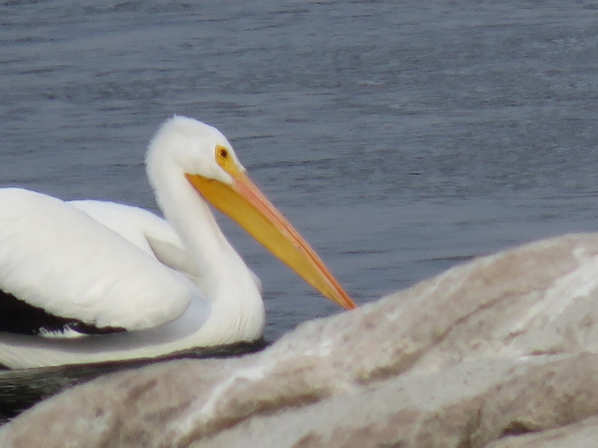 Nashornpelikan - ML646139764