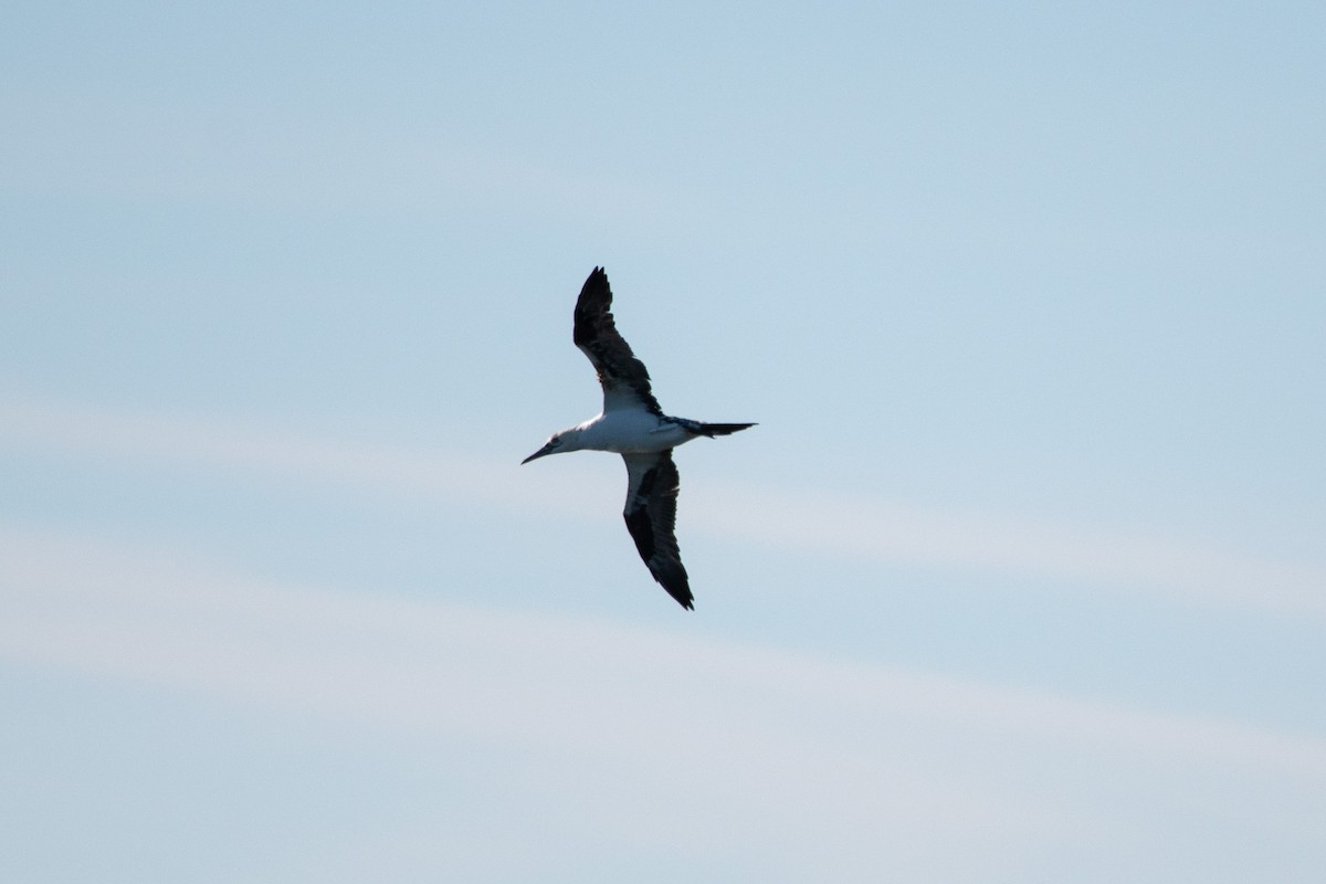 Northern Gannet - ML646139767