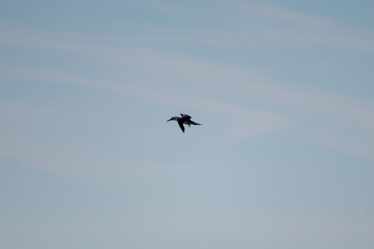 Northern Gannet - ML646139768