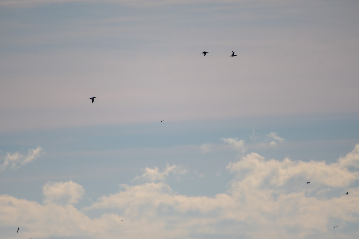 Northern Gannet - ML646139769