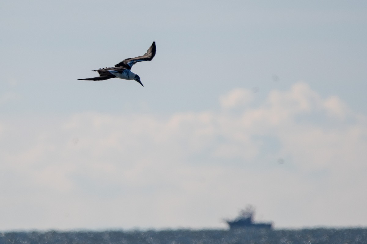 Northern Gannet - ML646139770
