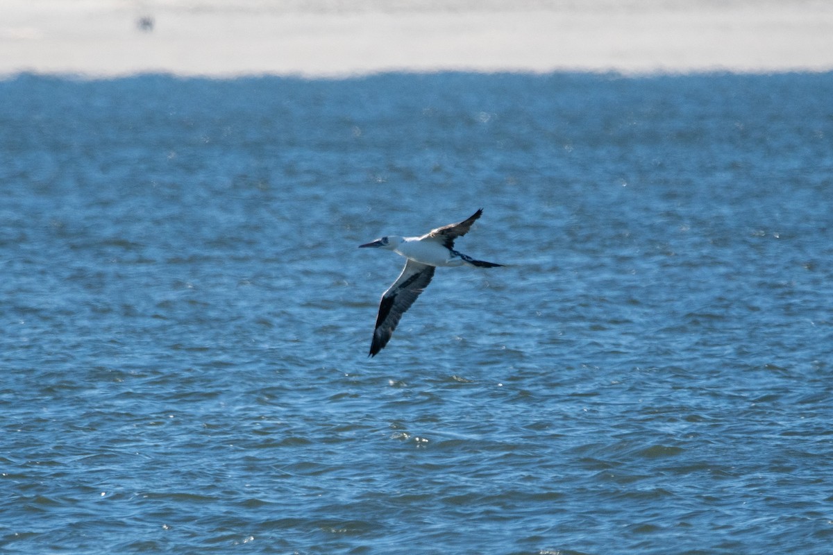 Northern Gannet - ML646139771