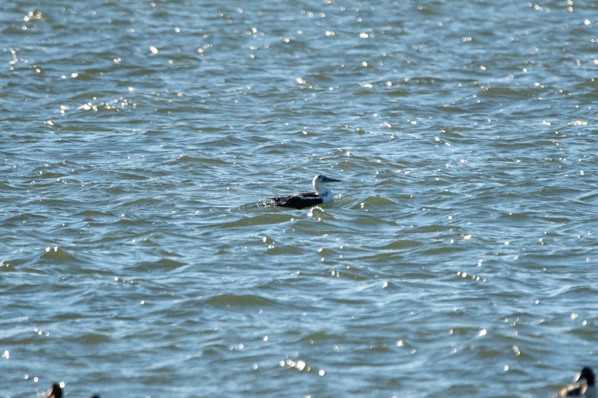 Northern Gannet - ML646139772