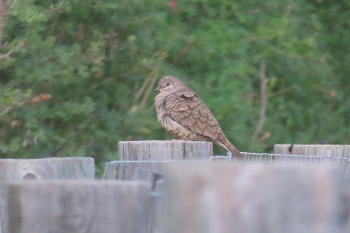 Inca Dove - ML646139773