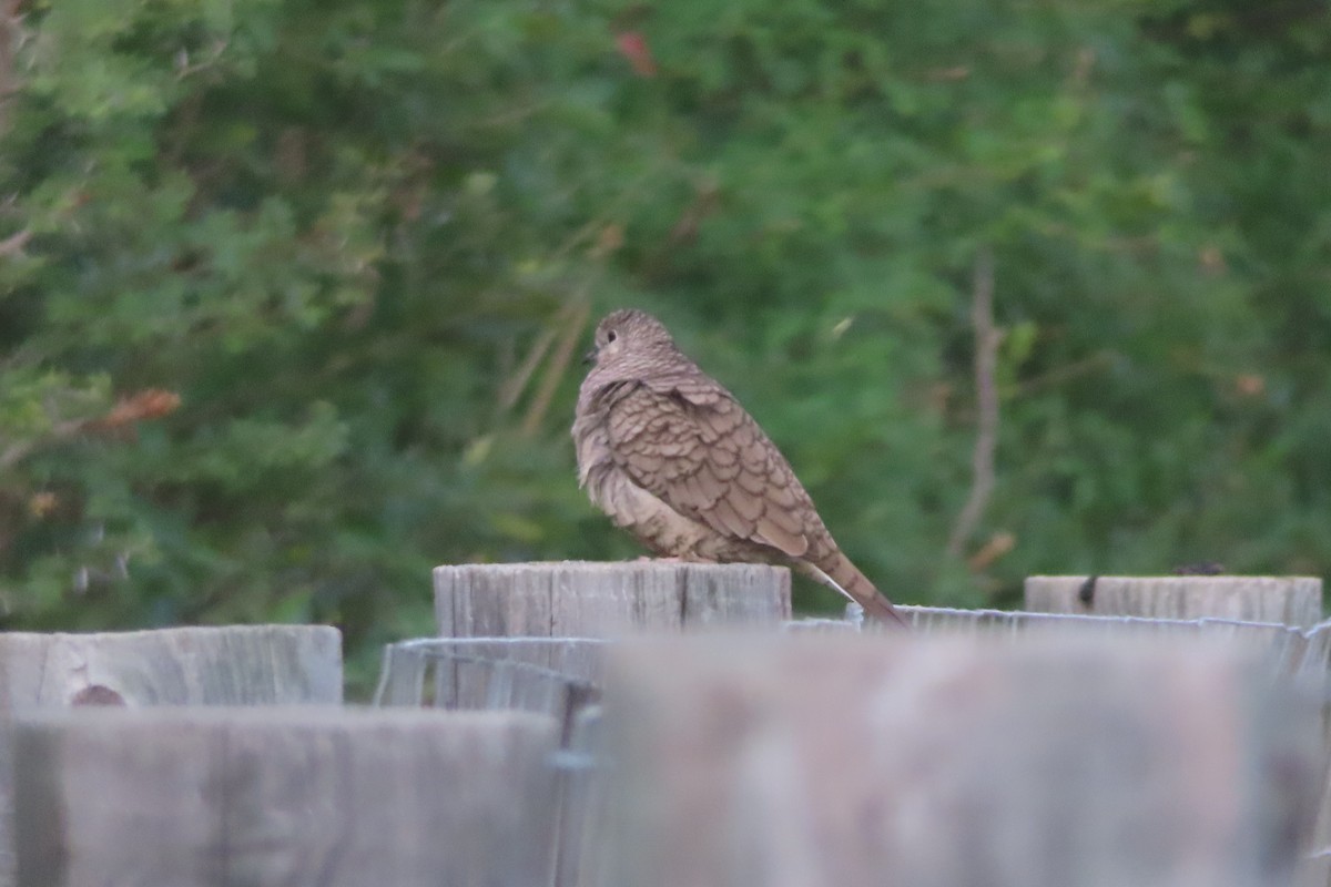 Inca Dove - ML646139774