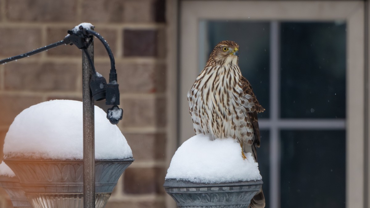 Cooper's Hawk - ML646139775