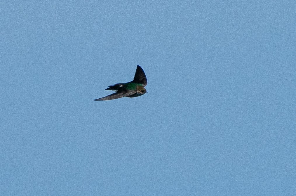 Violet-green Swallow - ML646139780