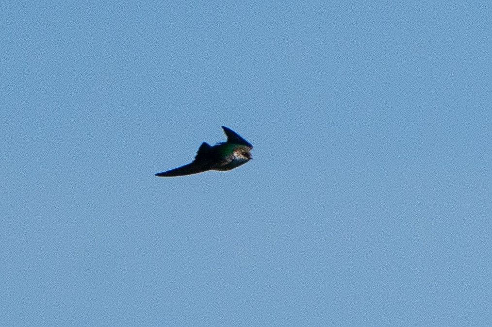 Violet-green Swallow - ML646139783