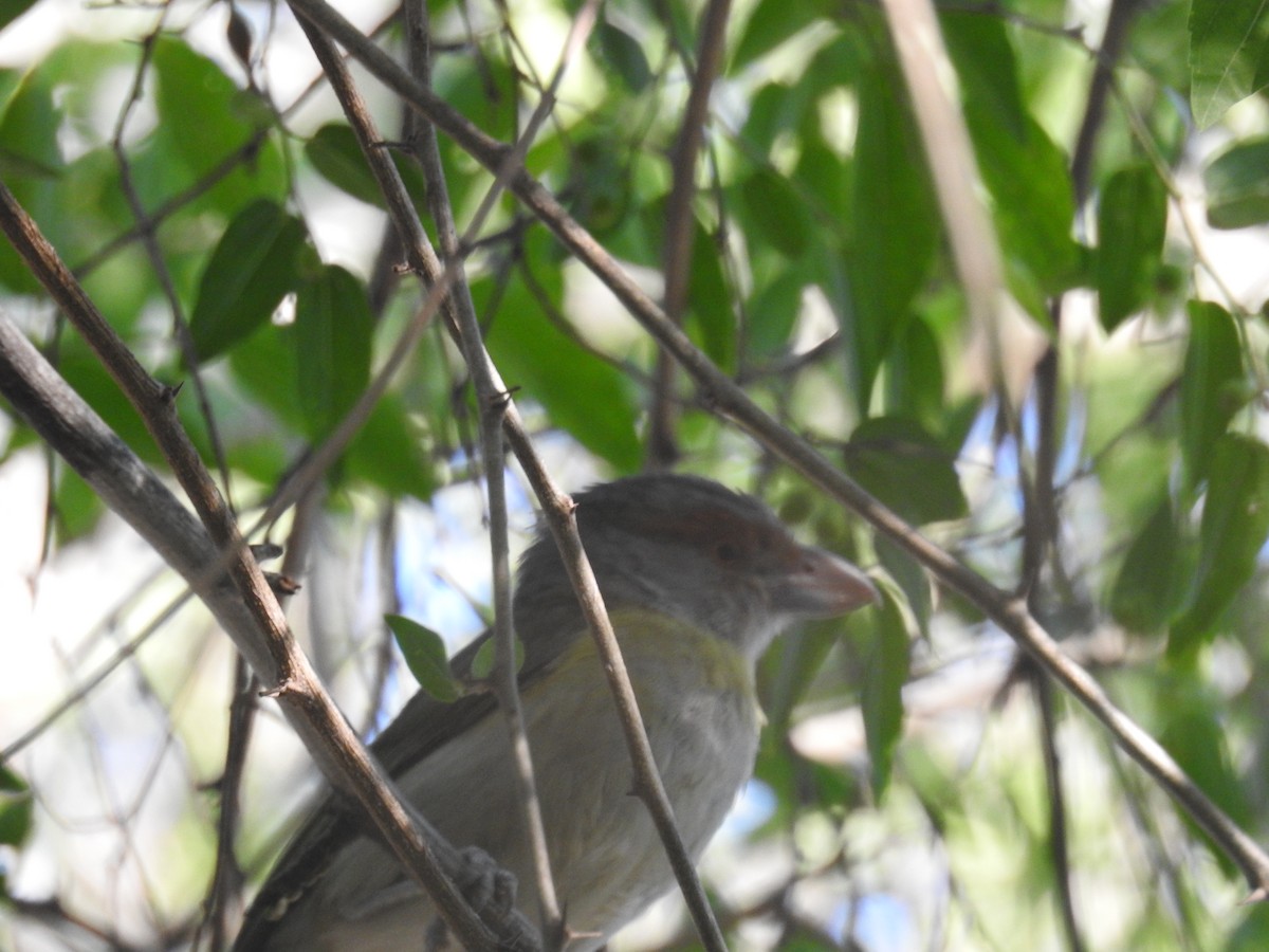 アカマユカラシモズ - ML646139789