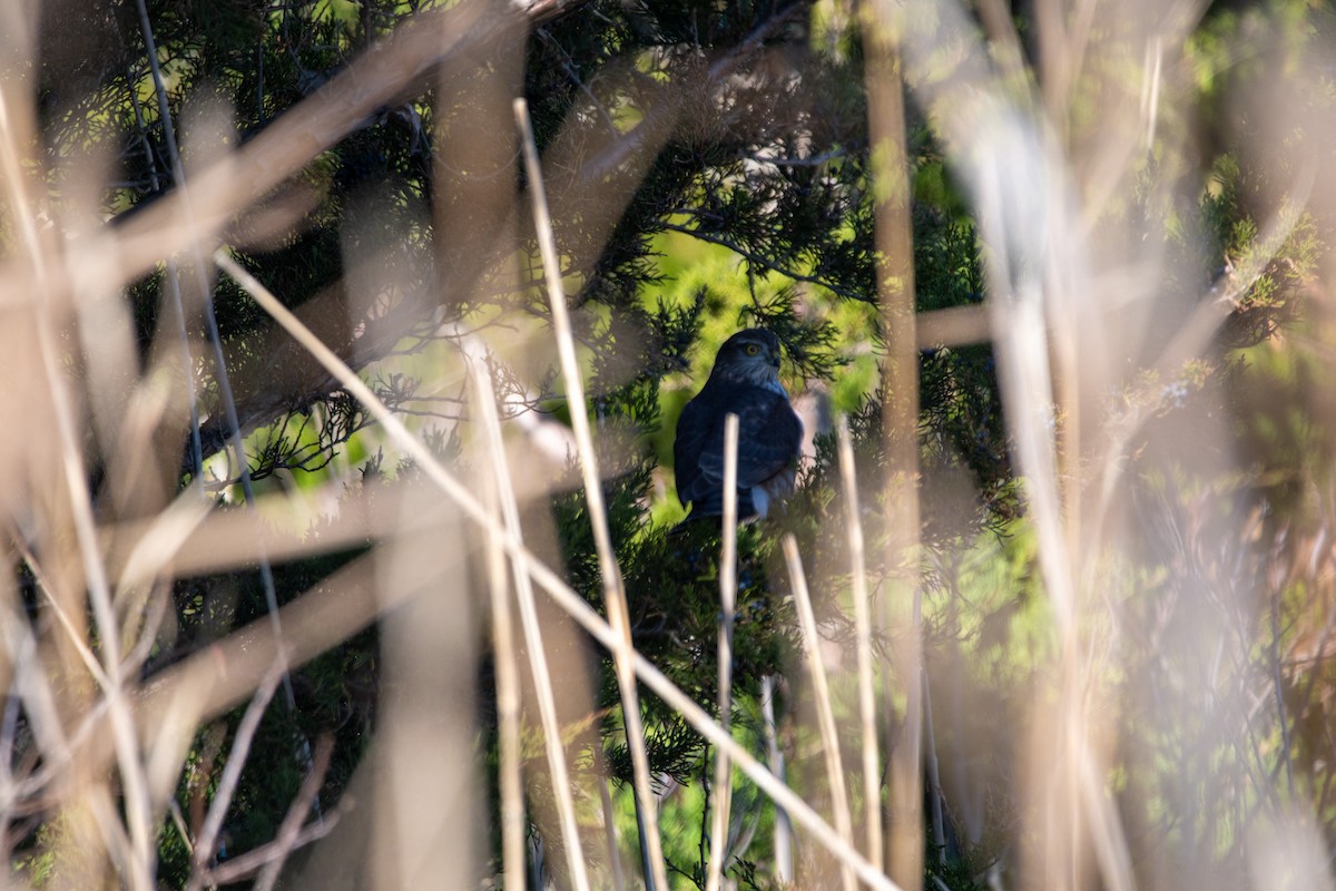 krahujec americký - ML646139790