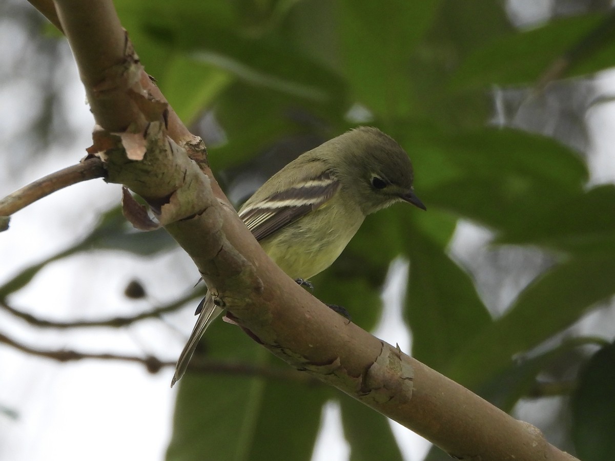 Hammond's Flycatcher - ML646139793