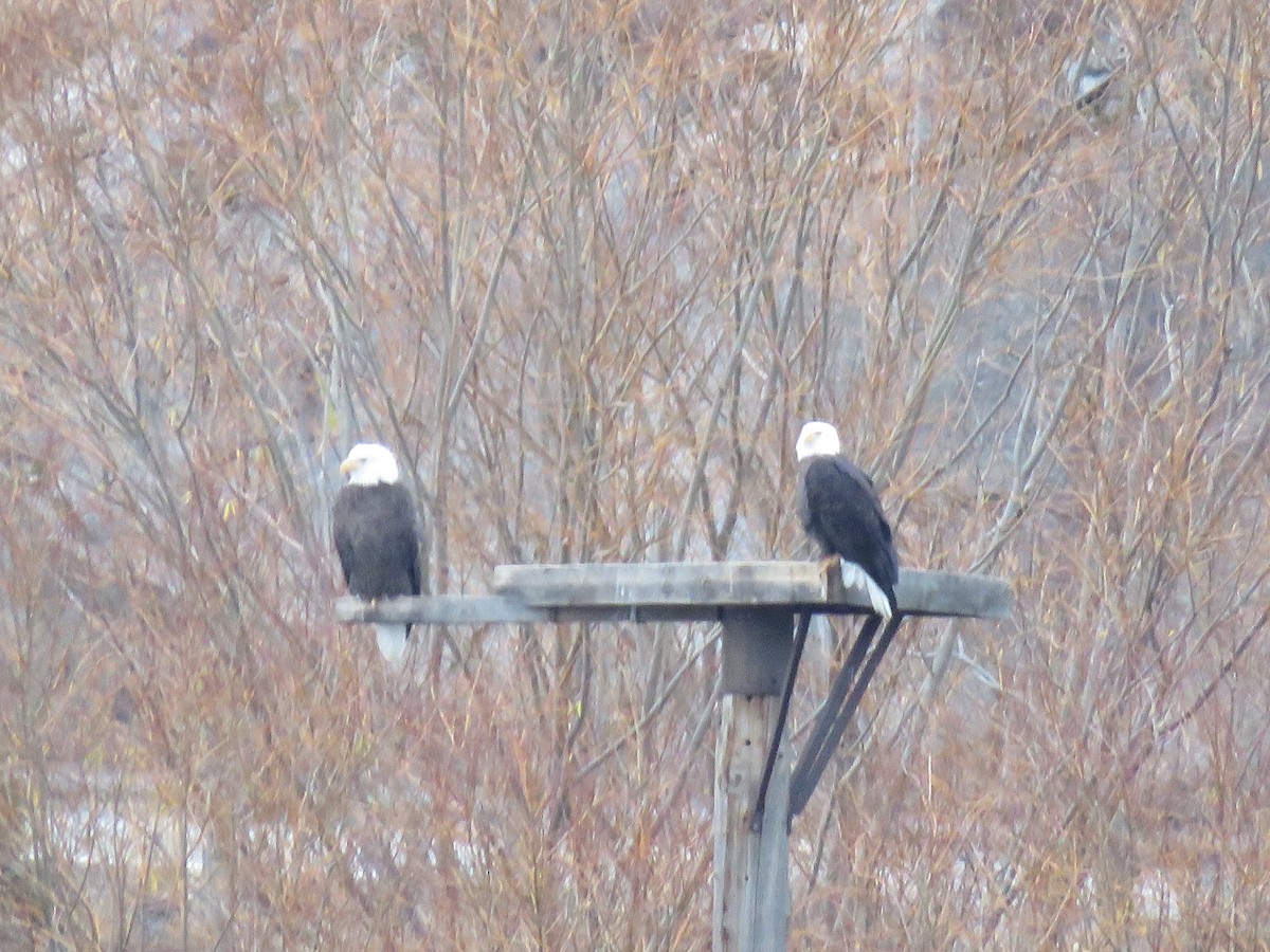 Weißkopf-Seeadler - ML646139795