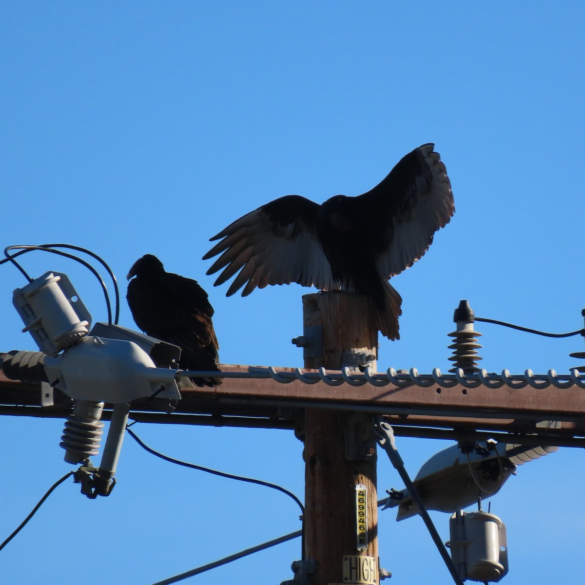 Turkey Vulture - ML646139798
