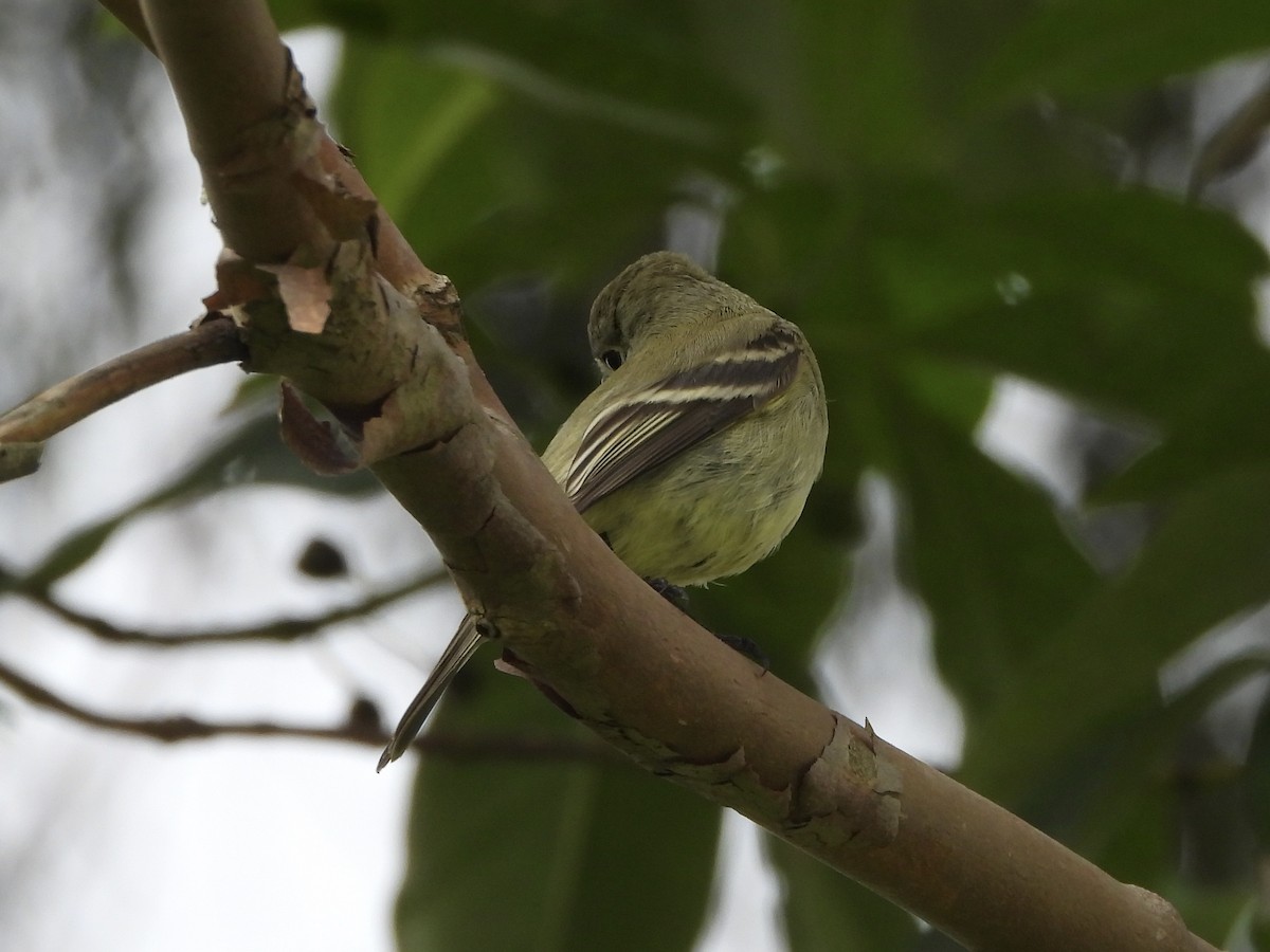 Hammond's Flycatcher - ML646139800