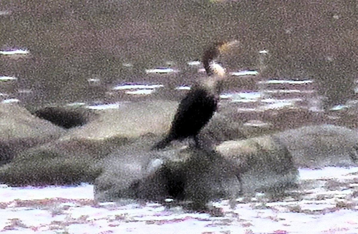 Ohrenscharbe - ML646139806