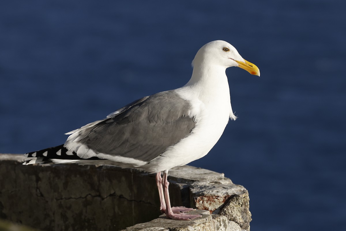 アメリカオオセグロカモメ - ML646139807