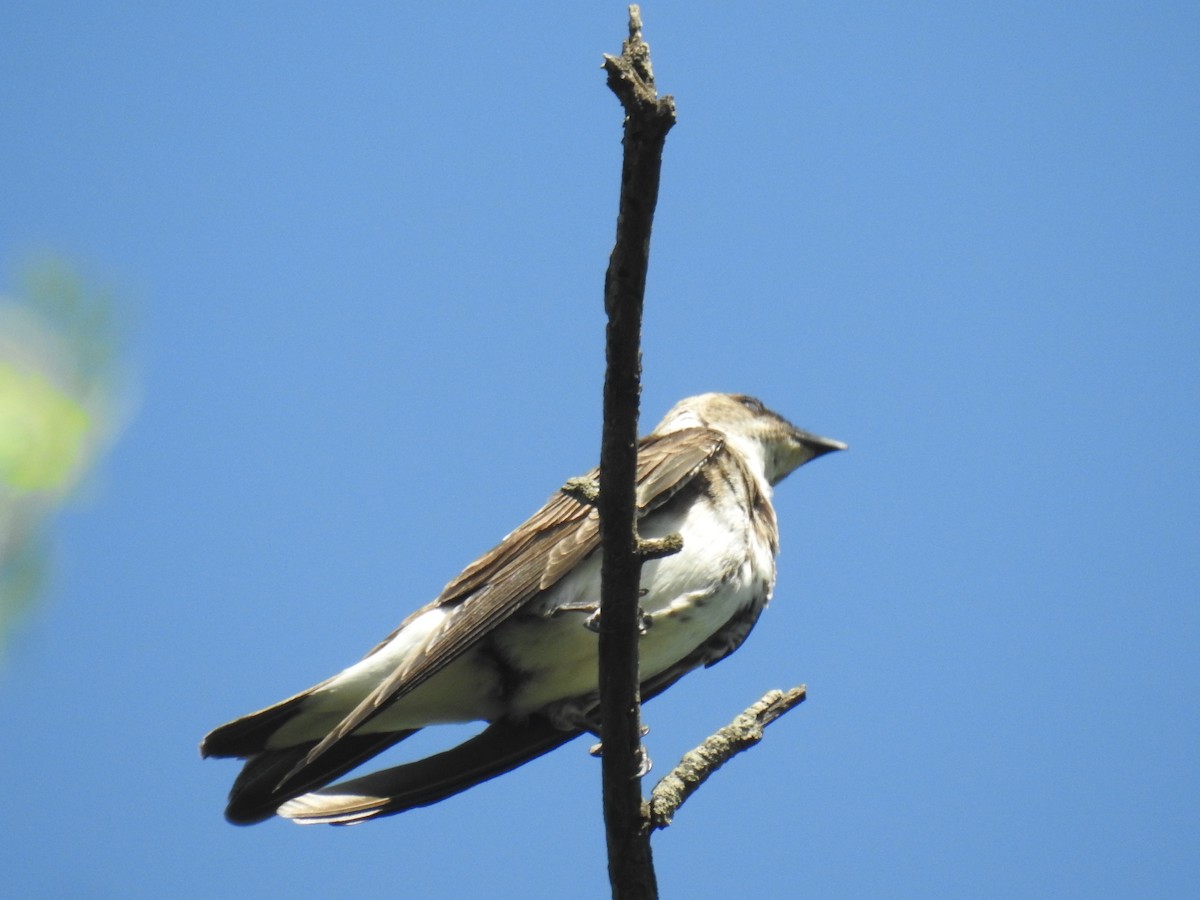 Brown-chested Martin - ML646139809