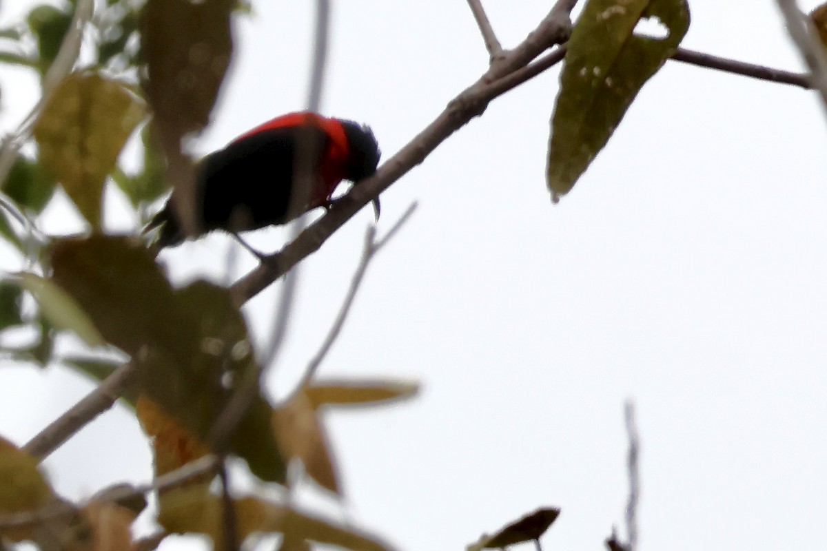 Red-collared Myzomela - ML646139812