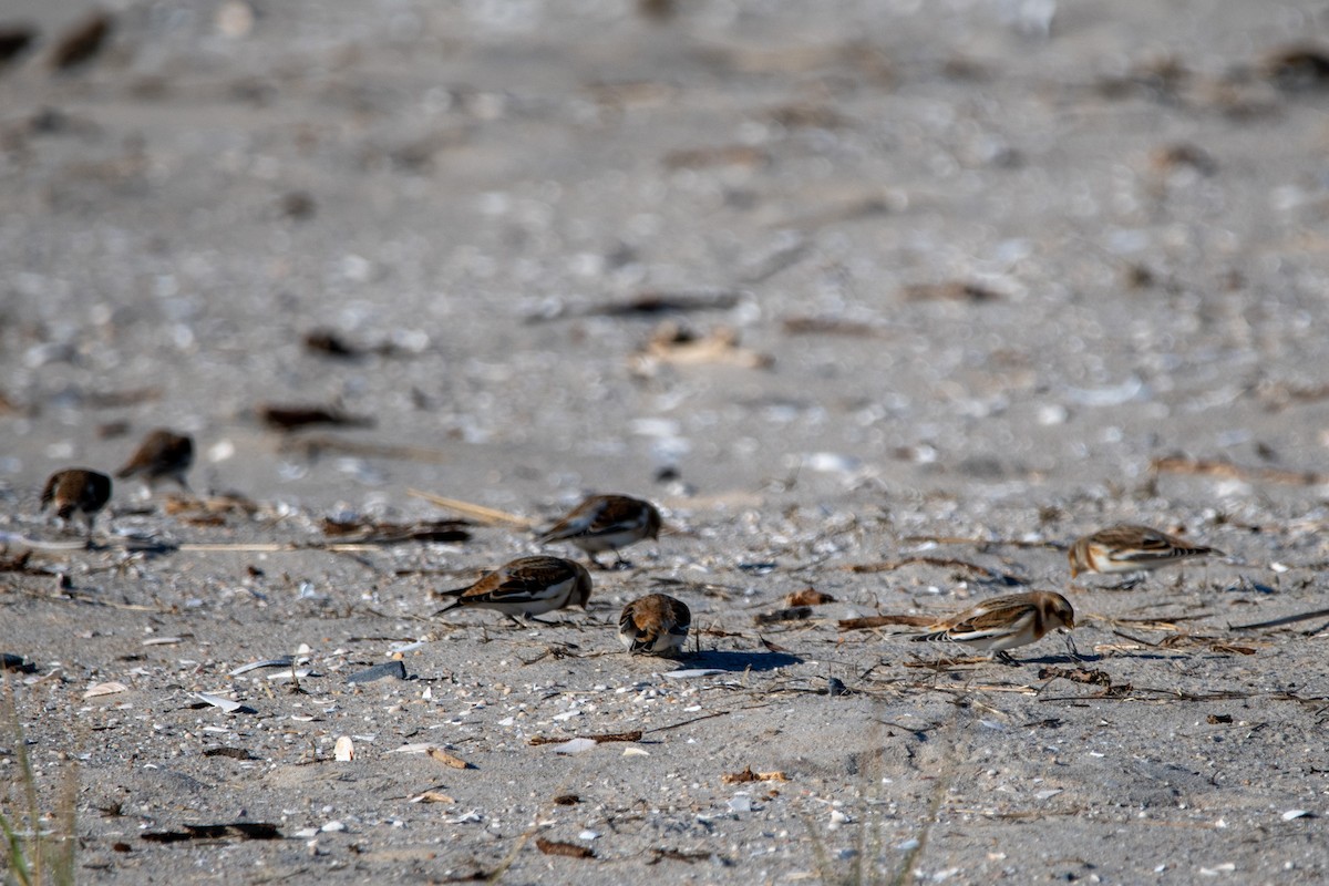 sněhule severní - ML646139813