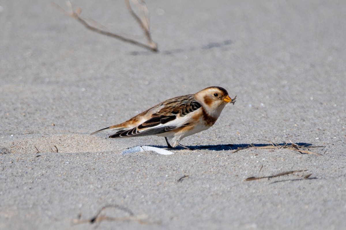 sněhule severní - ML646139814