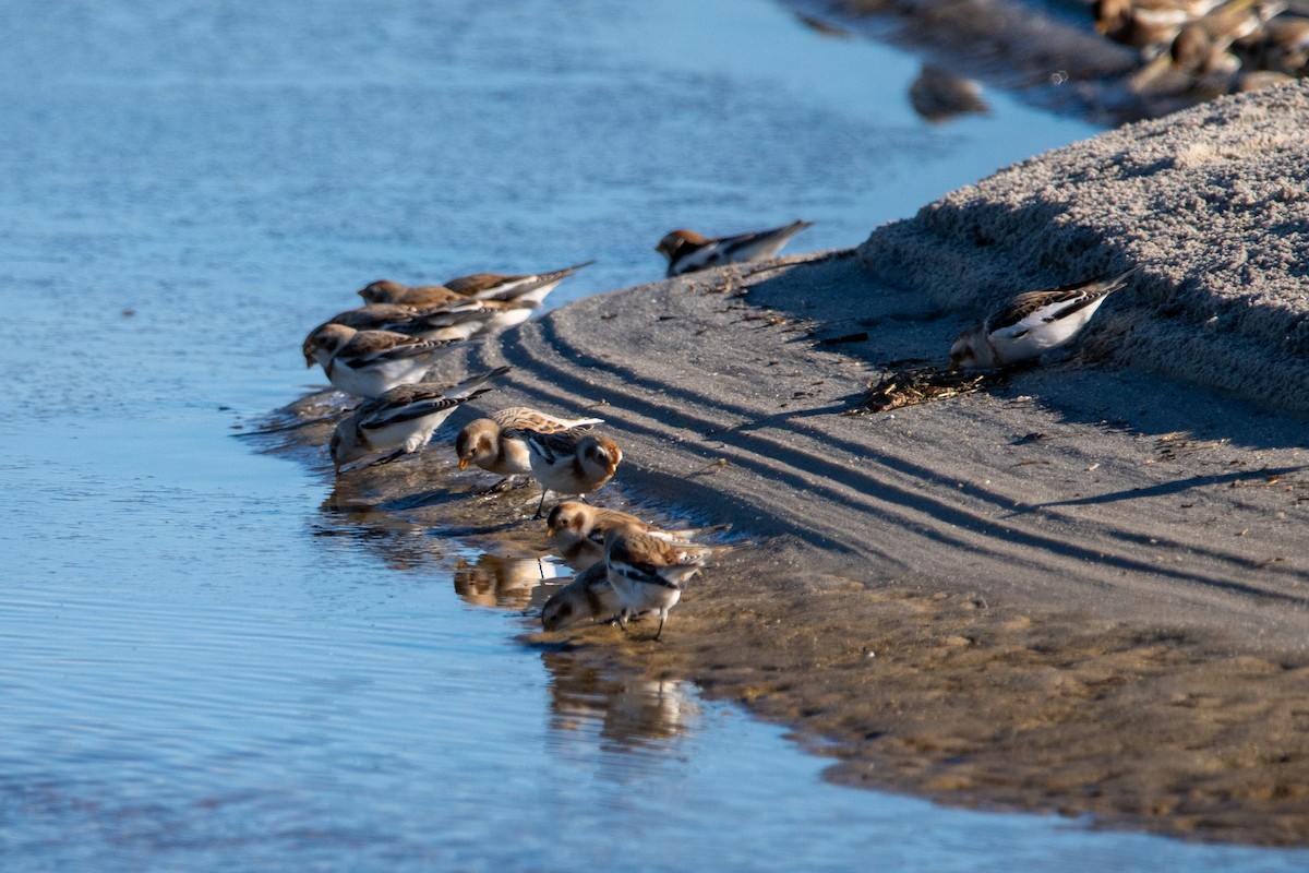 sněhule severní - ML646139815