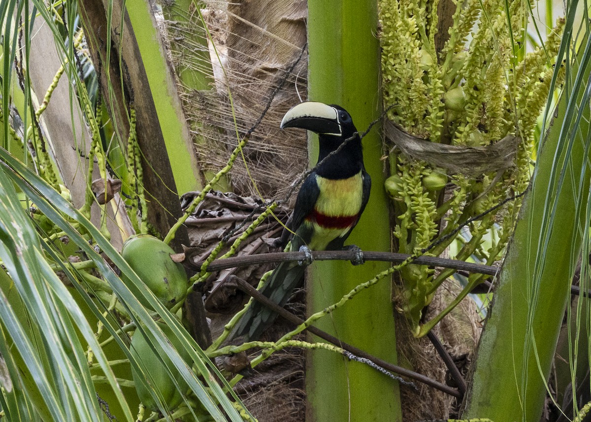 Araçari grigri - ML646139825