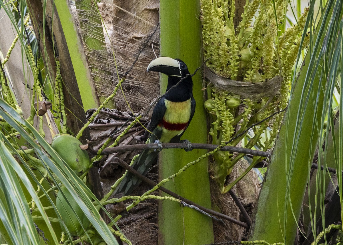 Araçari grigri - ML646139826