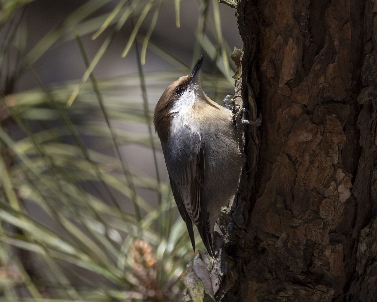 brhlík hnědohlavý - ML646139829