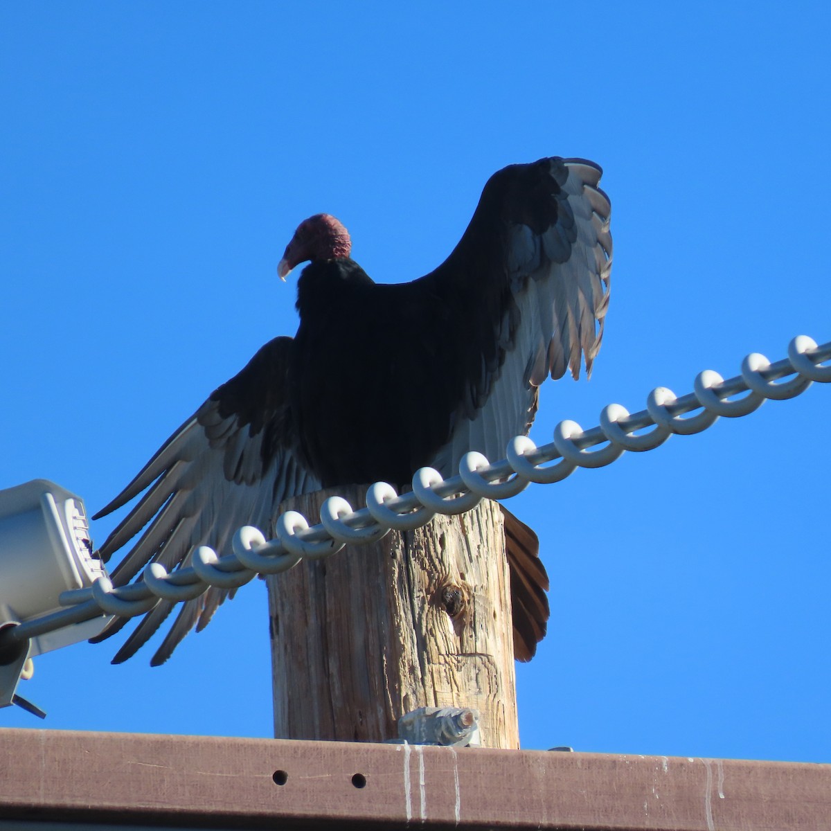 Turkey Vulture - ML646139832