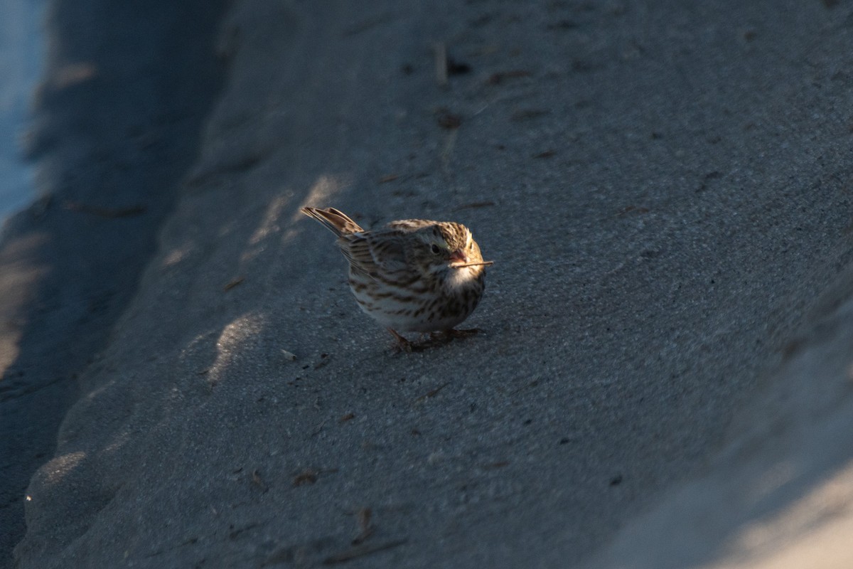 strnadec luční (ssp. princeps) - ML646139833