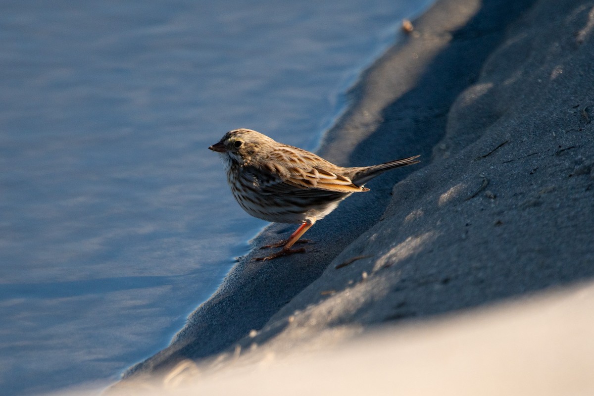 strnadec luční (ssp. princeps) - ML646139834