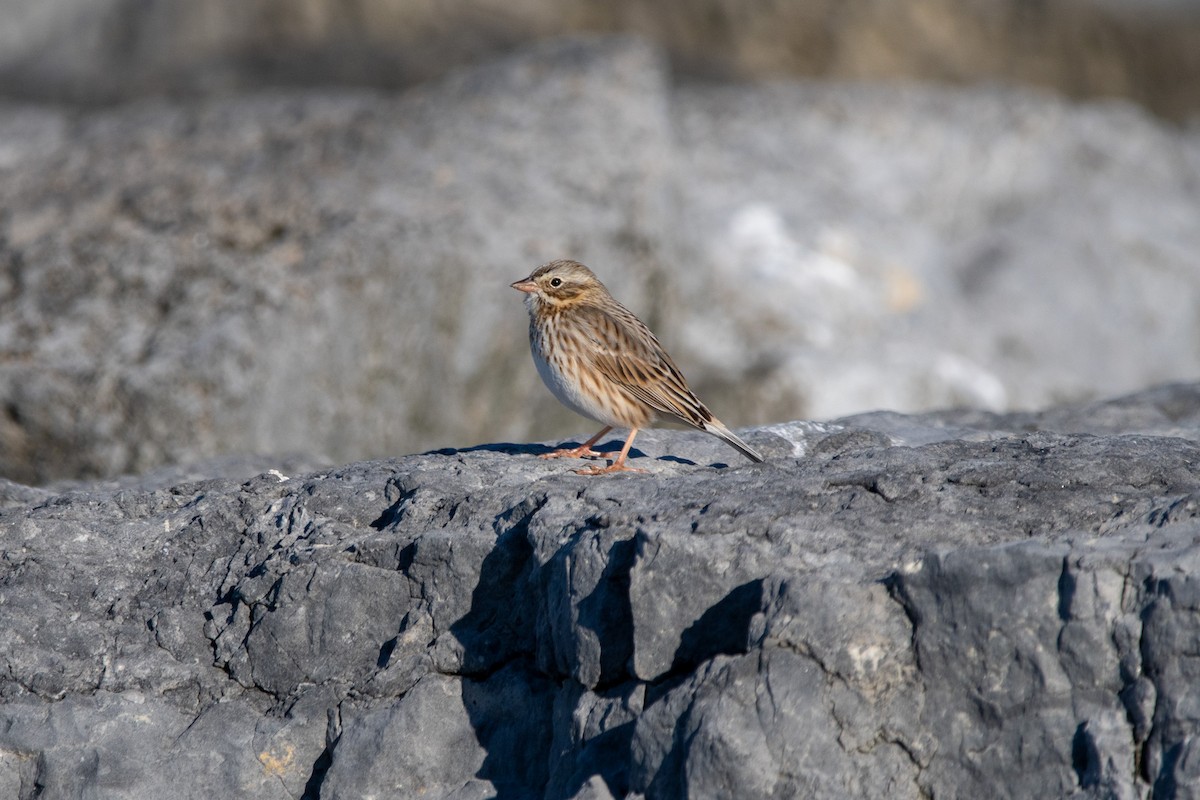 strnadec luční (ssp. princeps) - ML646139835